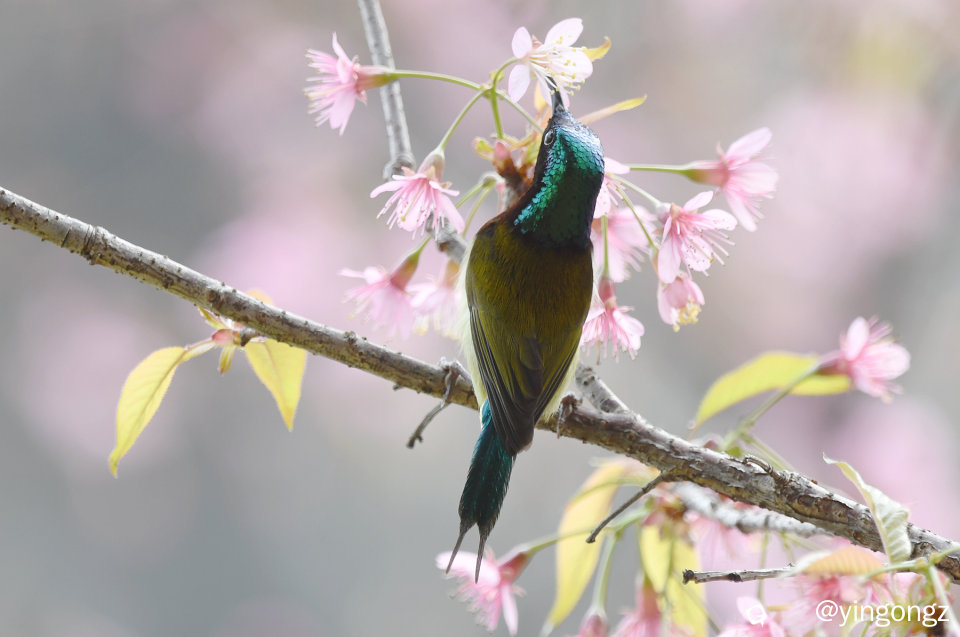 DSC_3011_副本.jpg