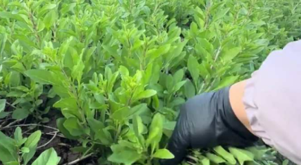 桂林女子拍视频记录摘枸杞芽，过程超解压！网友：我也想摘，解压又好吃