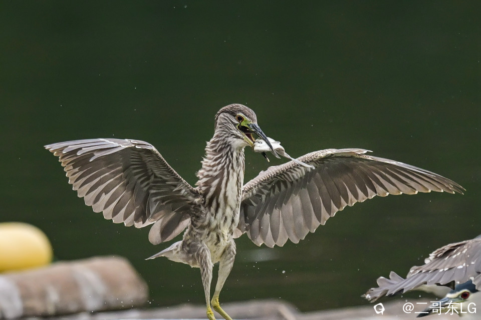 绿鹭干饭 (3).jpg