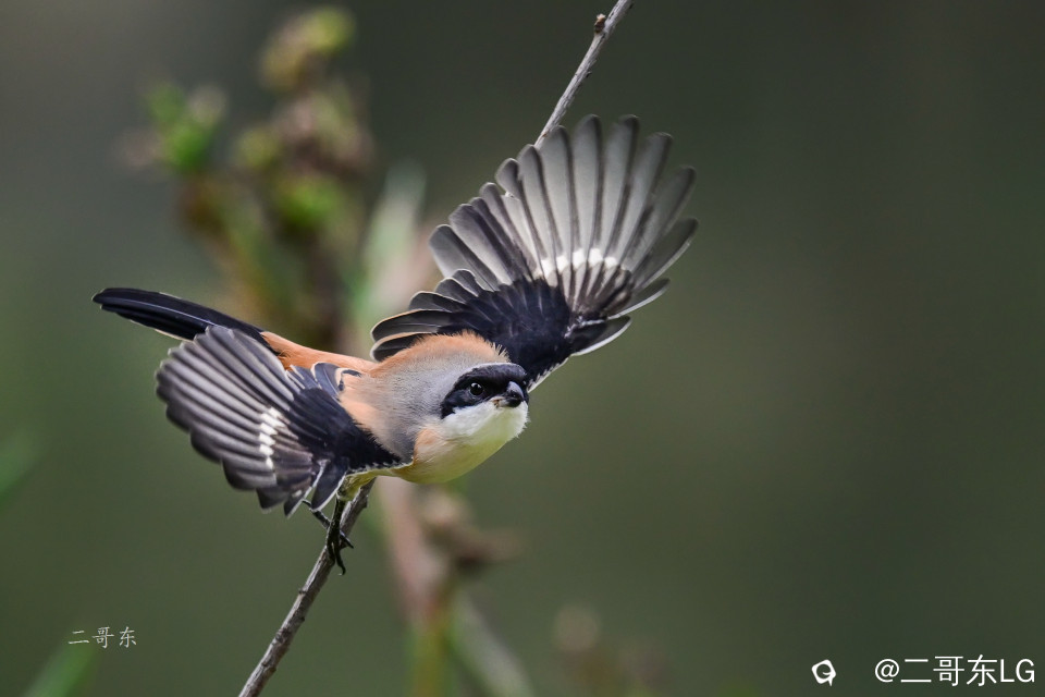 DSC_9276-1.jpg