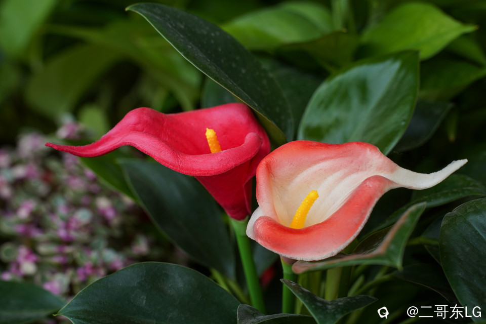 南方第三届花卉苗木交易会 (11).jpg