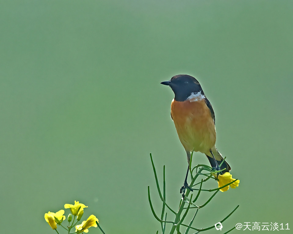 5D2A4735-DeNoiseAI-clear.jpg