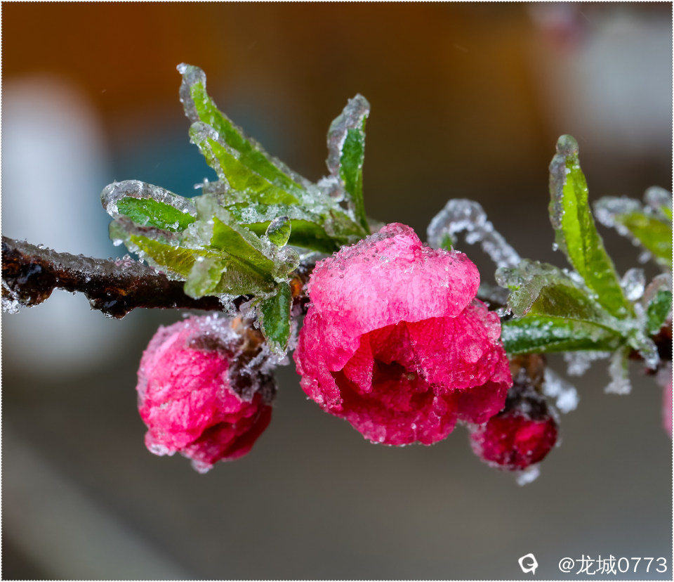 1X4A2582-p.jpg