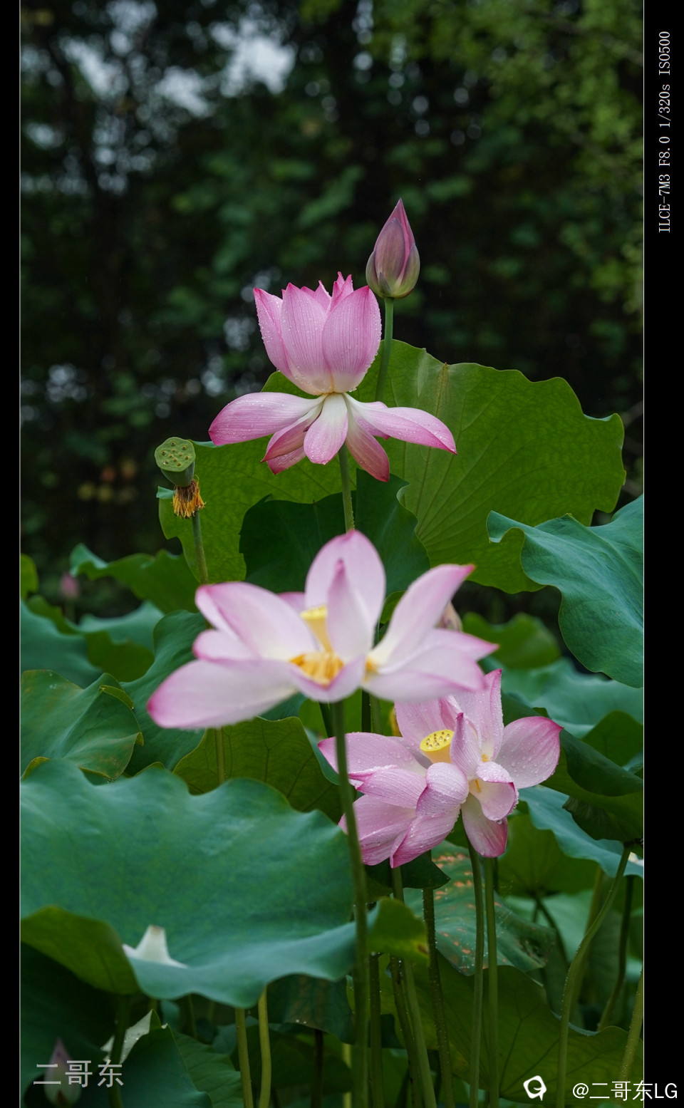 雨中荷 (25).jpg