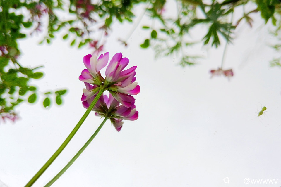 春有约，花不误 (2).jpg