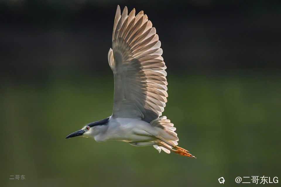 飞鹭 (7).jpg