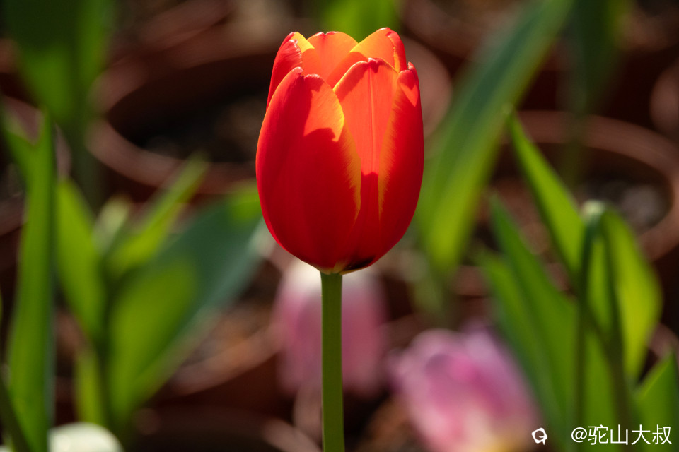 DSC00480-0 - 副本.jpg