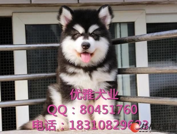 ����˹��Ȯ��Ȯ �ƺ�ɫ ������ �����ֿ�ǩЭ��
