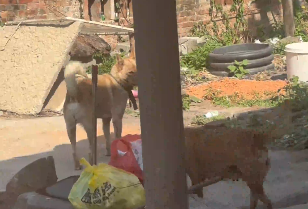 女子家17歲的中華田園犬突然帶了個&ldquo;帥老公&rdquo;回家，網(wǎng)友：估計是想生個獨子留給你看家！