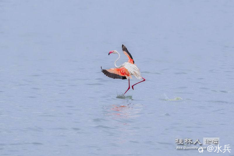 火烈鸟13b3bc.jpg