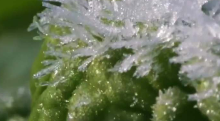 科普博主用音乐告诉你：&ldquo;霜打的青菜为什么格外甜？&rdquo;