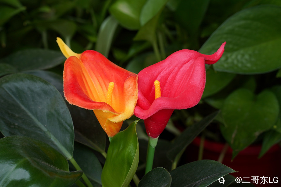 南方第三届花卉苗木交易会 (23).jpg