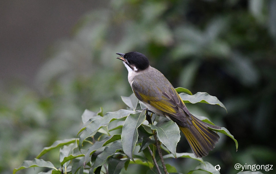 DSC_6602_副本.jpg