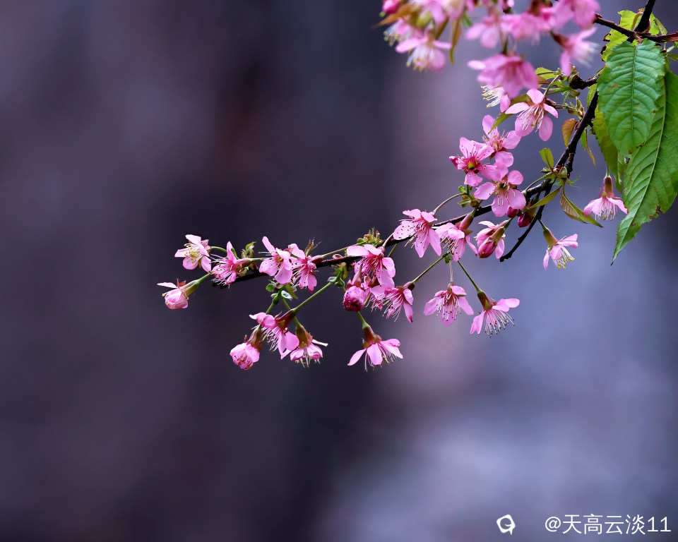 5D2A3116-DeNoiseAI-denoise.jpg