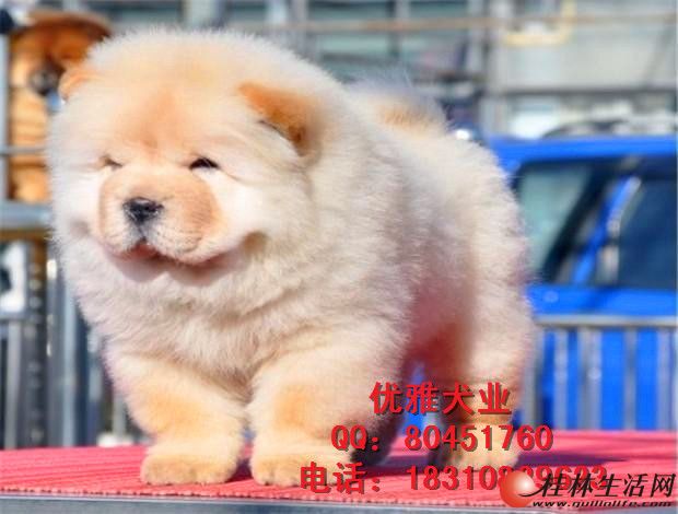 	 ������ʨ ������ʨ ��ϵС����ʨ �ٷְٴ���Ʒ�� �����б���