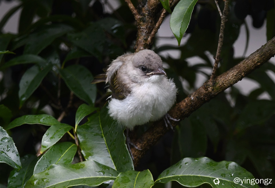 DSC_8346_副本.jpg