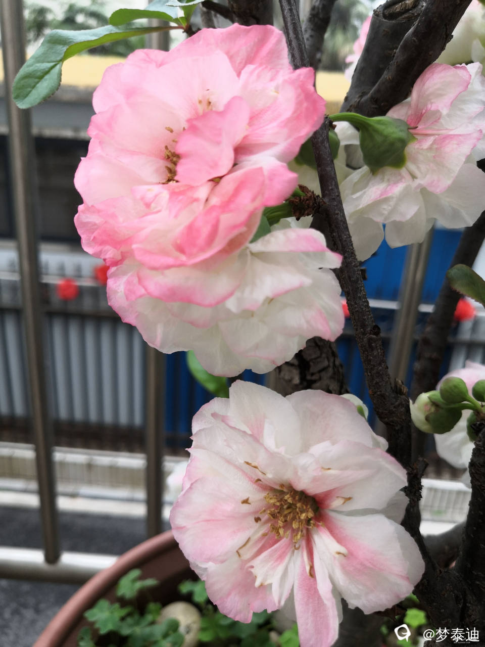 IMG_20250405_090138.jpg