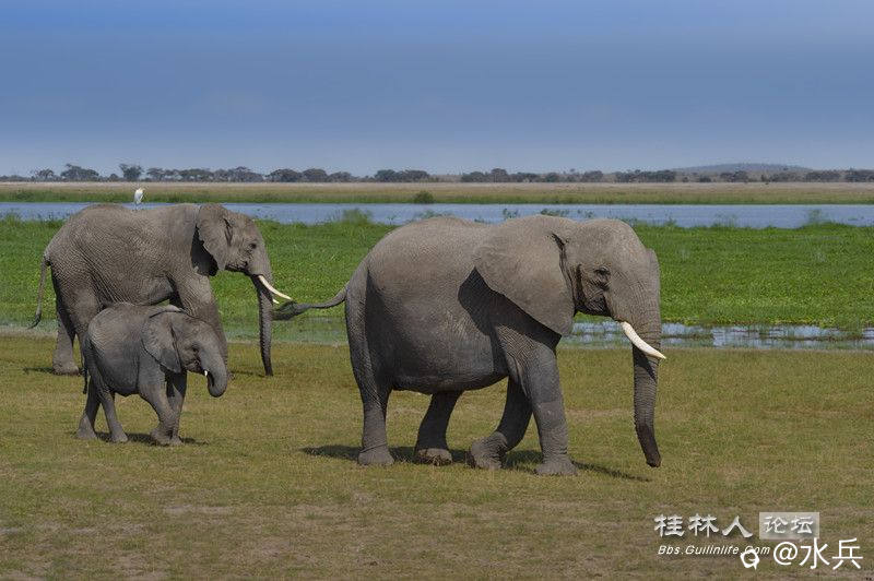 安博赛利的大象，始终是生活在天堂。水草丰沃，气候适宜。.jpg