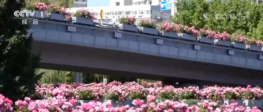 &ldquo;你恰好盛开 我刚好路过&rdquo; 城市绿化景观火出圈 新&ldquo;花&rdquo;样绽放消费新&ldquo;热&rdquo;力