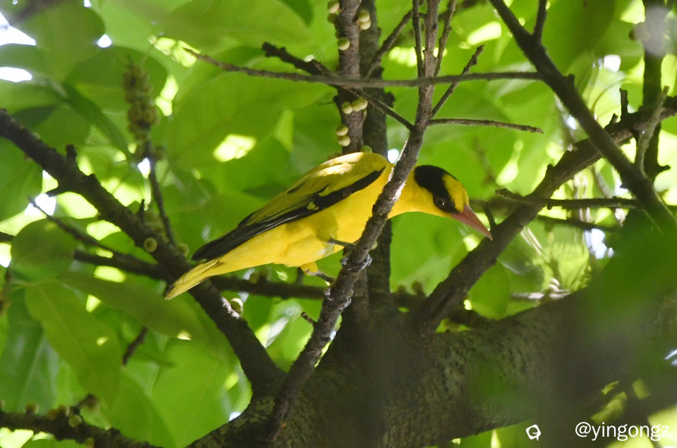 DSC_9710_副本.jpg