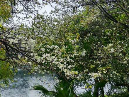 古渡石亭旁，梨花白似雪