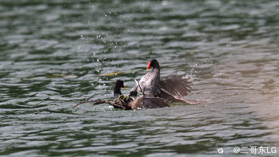 黑水鸡打架 (3).jpg