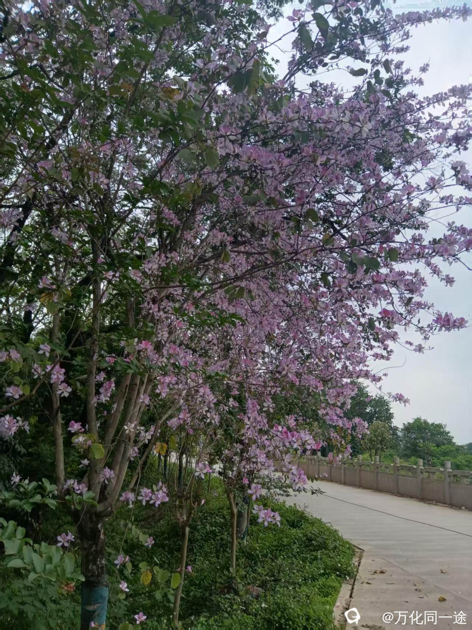 龙门大桥下的紫荆花开了