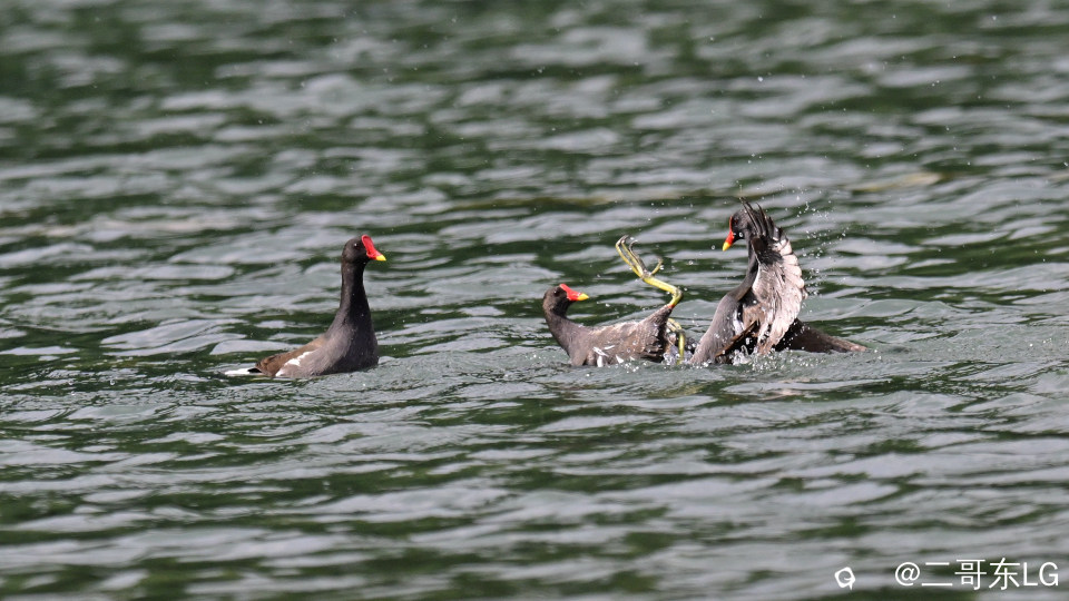 黑水鸡打架 (11).jpg