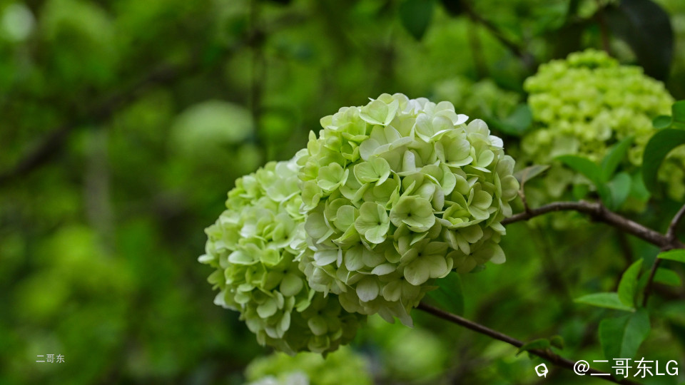 木绣球 (33).jpg