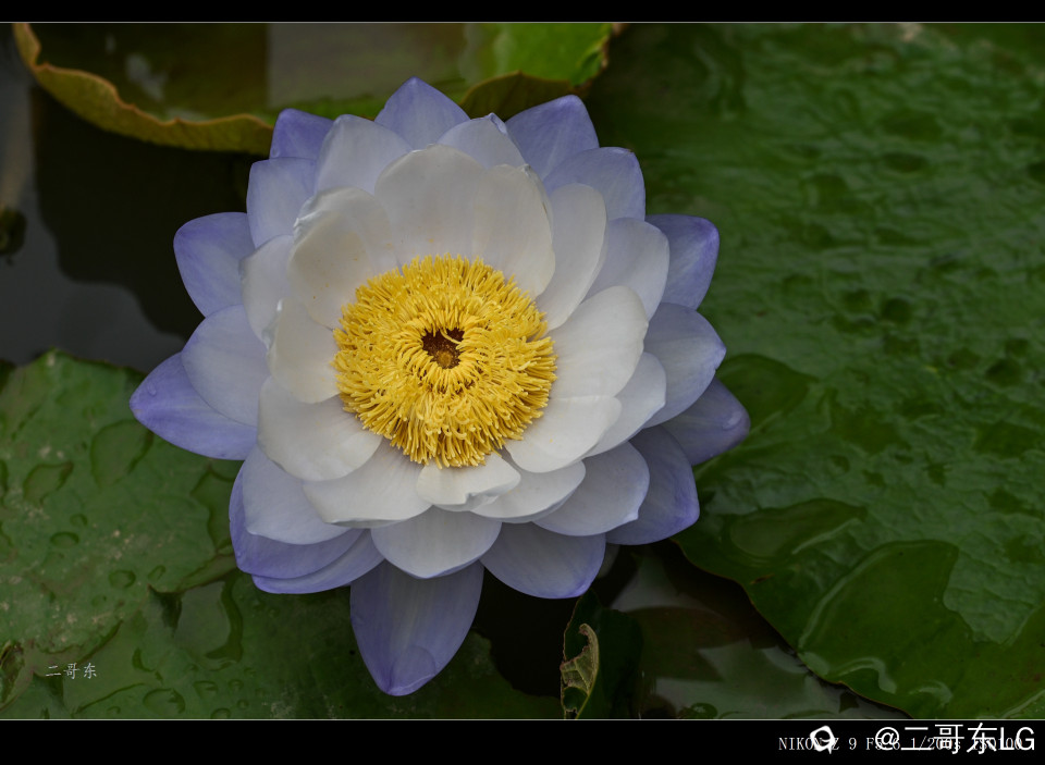 精品莲花 (32).jpg