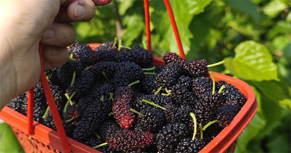 三月三应好友盛邀赴雁山农科园采桑葚