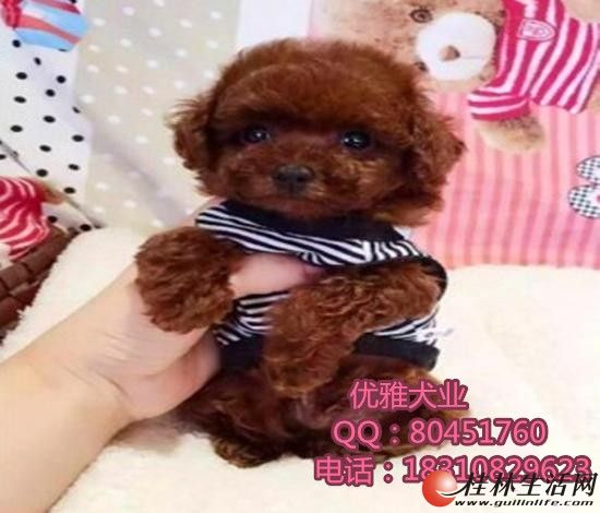 ���µ�̩����Ȯ-�����΢С��߲豭��-����������ѡ