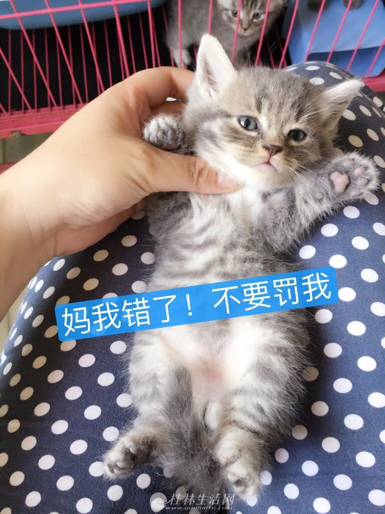 һ�ڼ�ȫ���ۼ���Ӣ��Բ���۶��������ܵ����û�����è����è6ֻ ��è6��8��ȥ�¼�