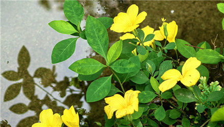 你见过石海椒花吗？