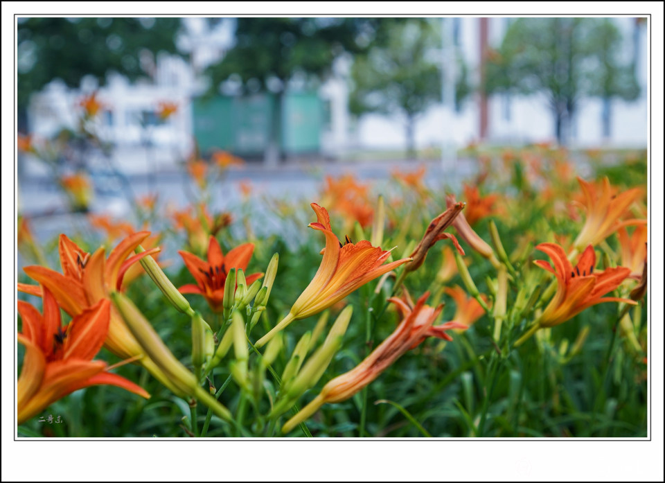 大花萱草 (2).jpg