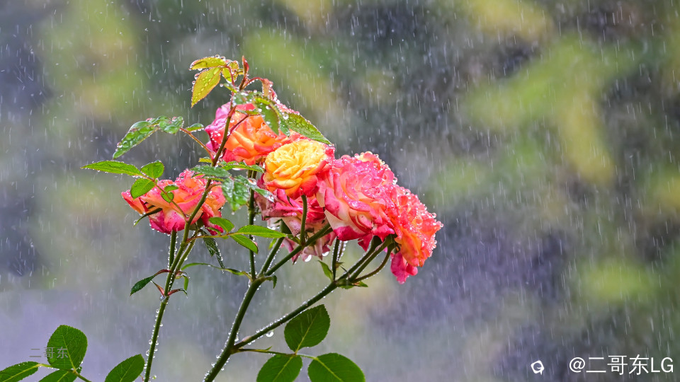 虞山月季花 (14).jpg