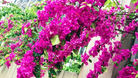 小区围墙外三角梅花开正艳