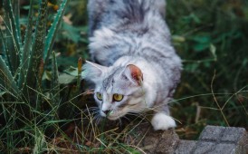 加入拍猫行列