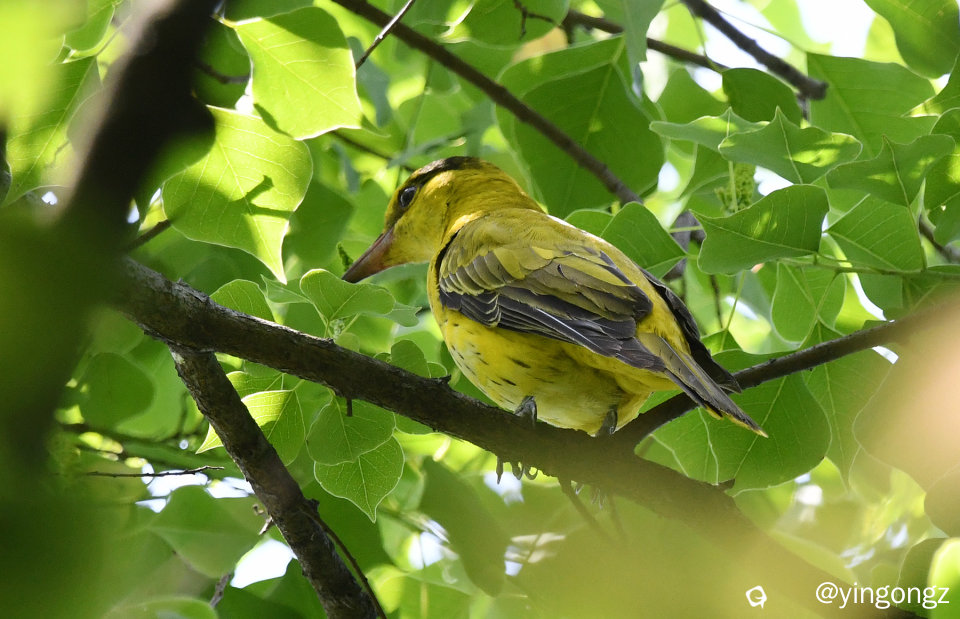 DSC_9788_副本.jpg
