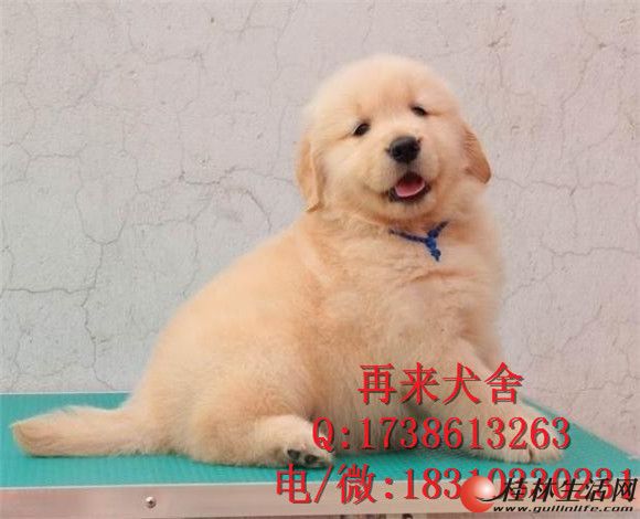 ���ֽ�ë ���ɫ��ëȮ רҵ��ֳ��Ʒ��ëȮ ���ͻ�