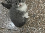 �����Ľ����ɰ�Ӣ�̳���