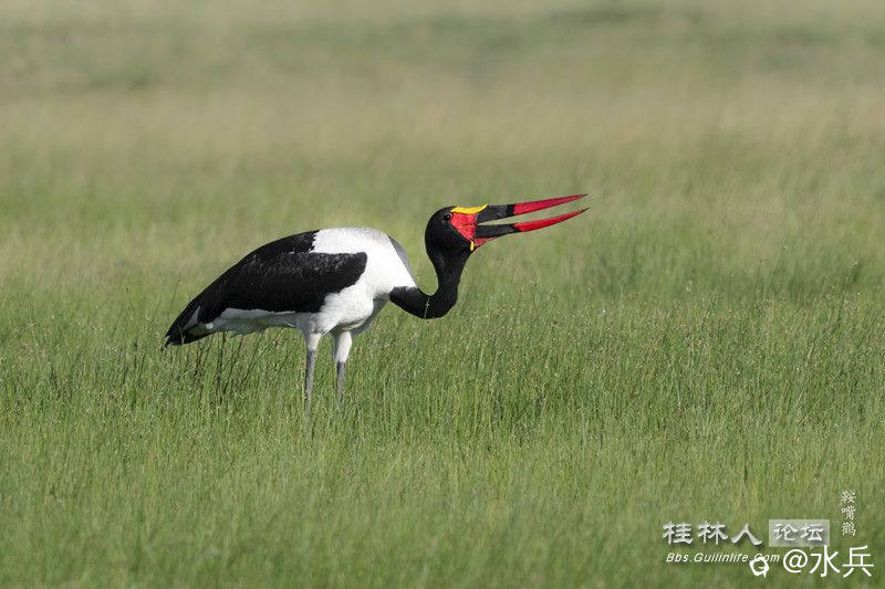 鞍嘴鹳4384_副本.jpg