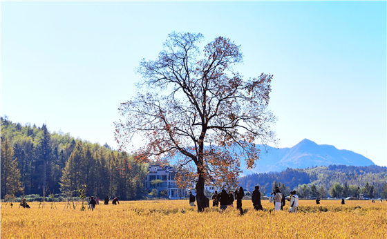 宏村冬晓稻未割