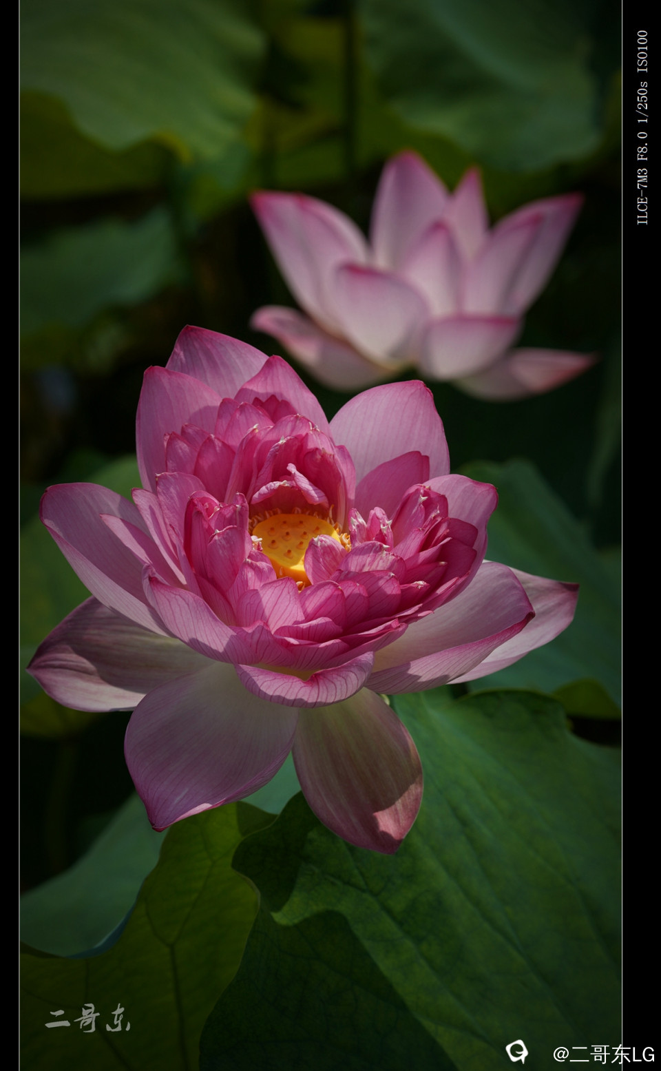 娇艳欲滴 (11).jpg