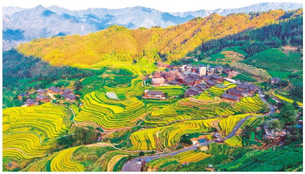 龙胜马海村丰收景象美如画