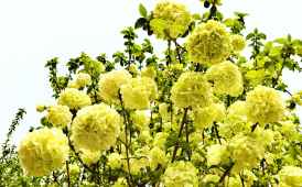 南溪山公园绣球花