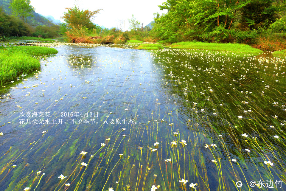 1.1海菜花_副本.jpg