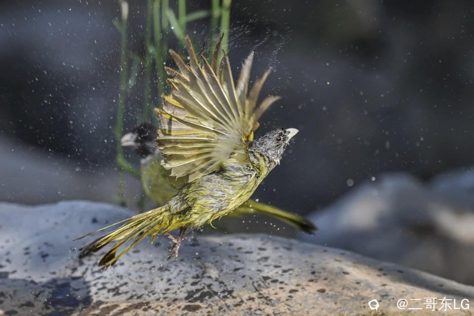 -领雀嘴鹎 (9).jpg