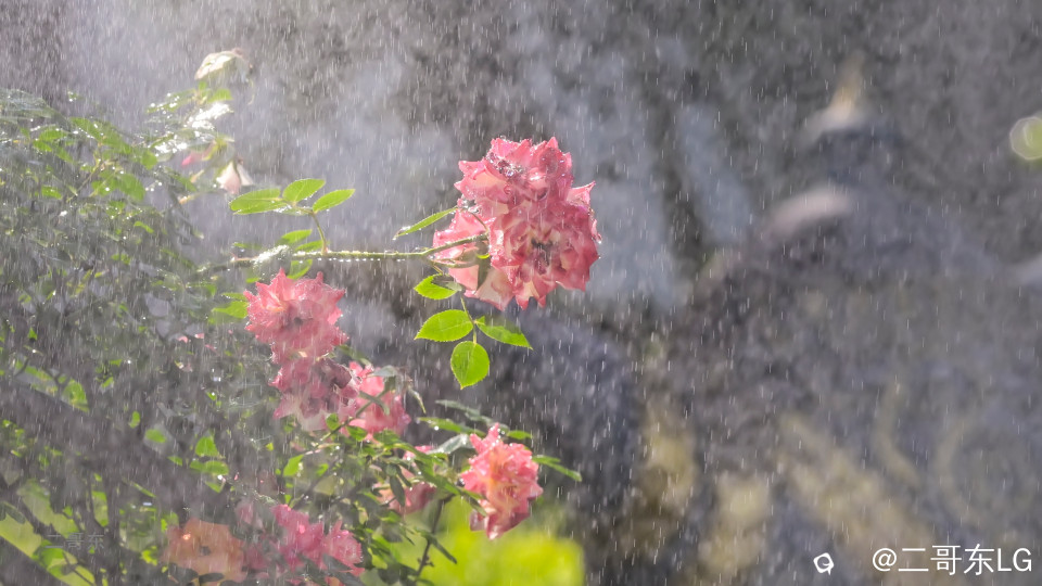 虞山月季花 (16).jpg