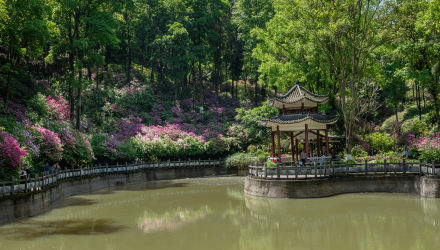 在植物园里赏杜鹃